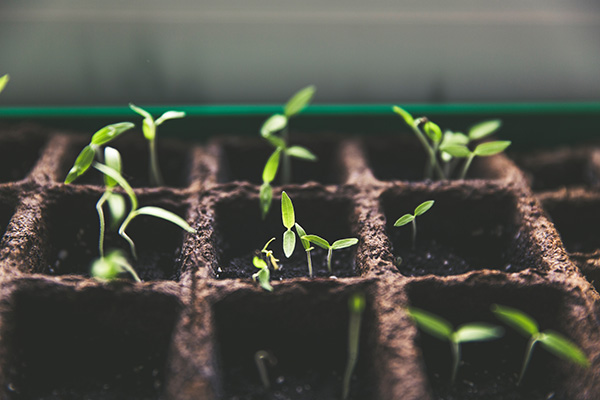 plants plants