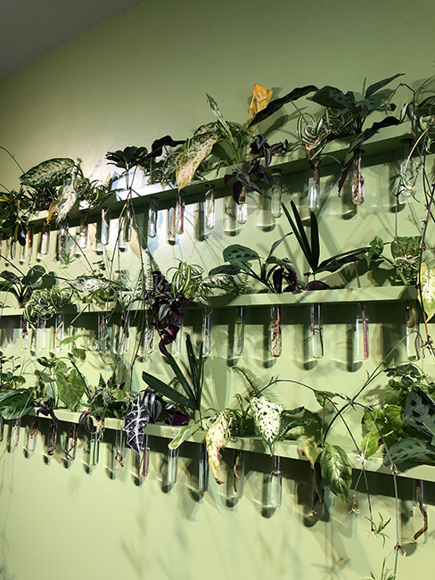 Plant wall