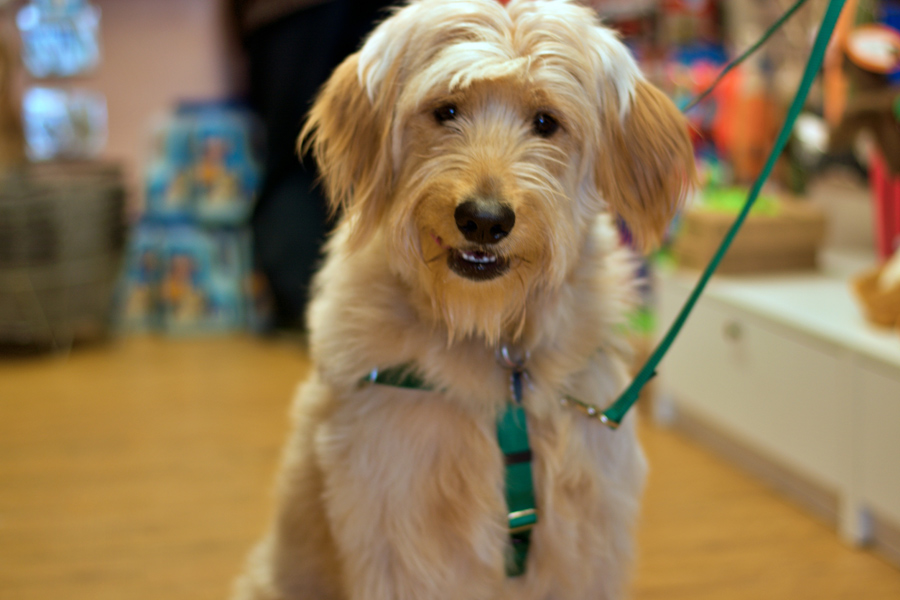 dog at a pet store